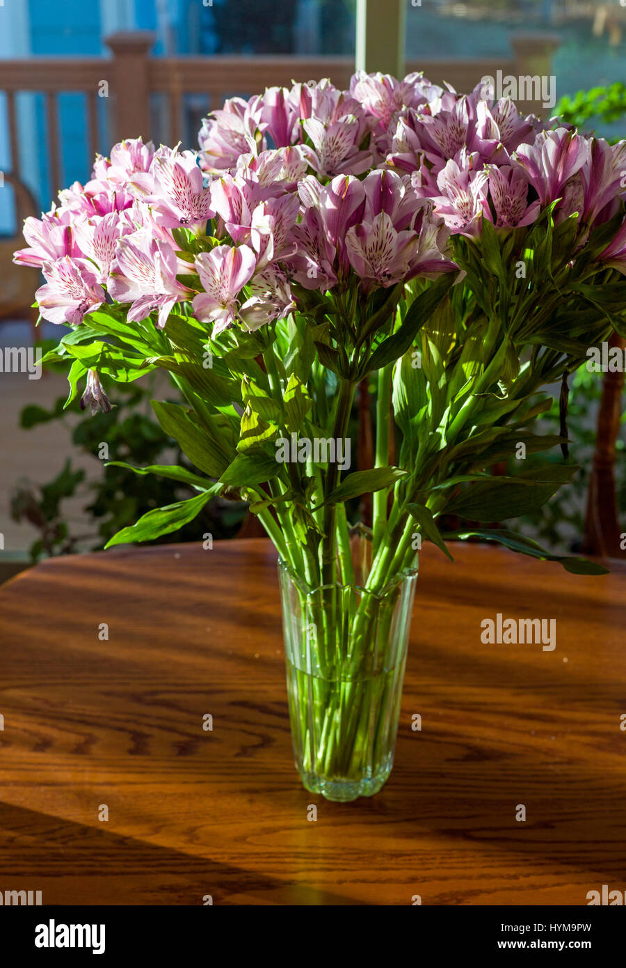 L'Alstroemeria ; lily péruvienne ; lis des Incas en pleine floraison Banque D'Images