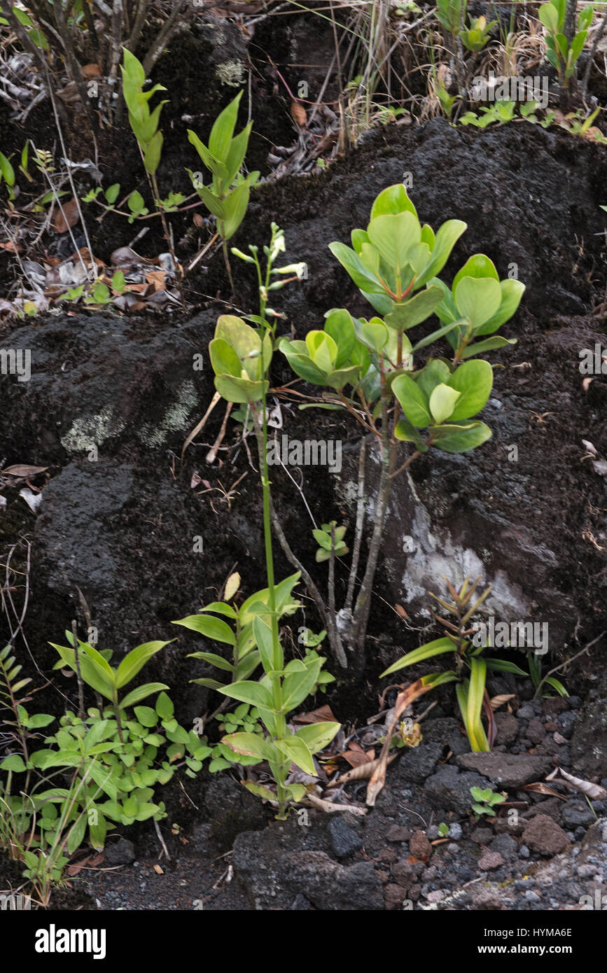 Des plantes colonisatrices sur un champ de lave à El Arenal au Costa Rica Banque D'Images