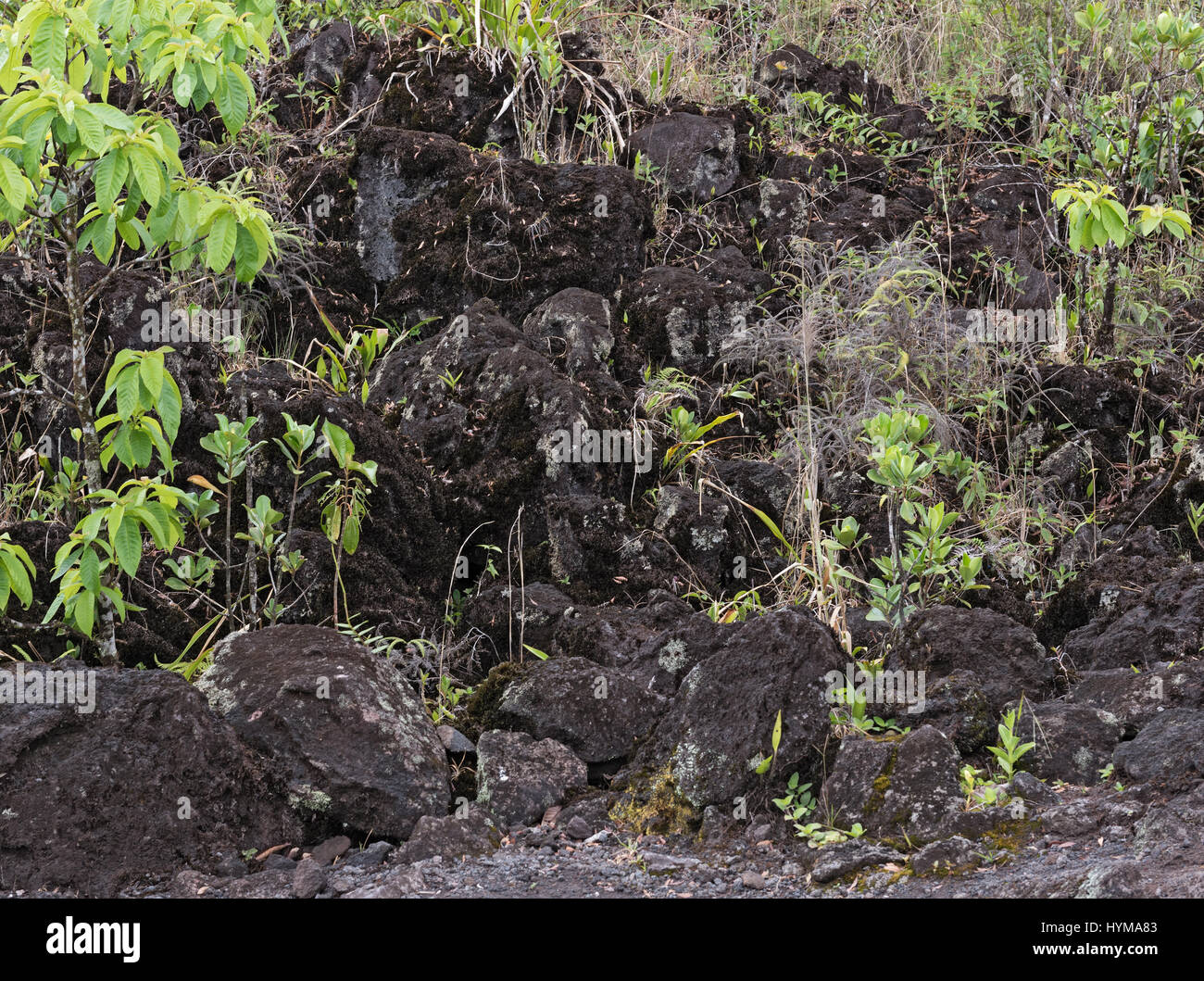 Des plantes colonisatrices sur un champ de lave à El Arenal au Costa Rica Banque D'Images