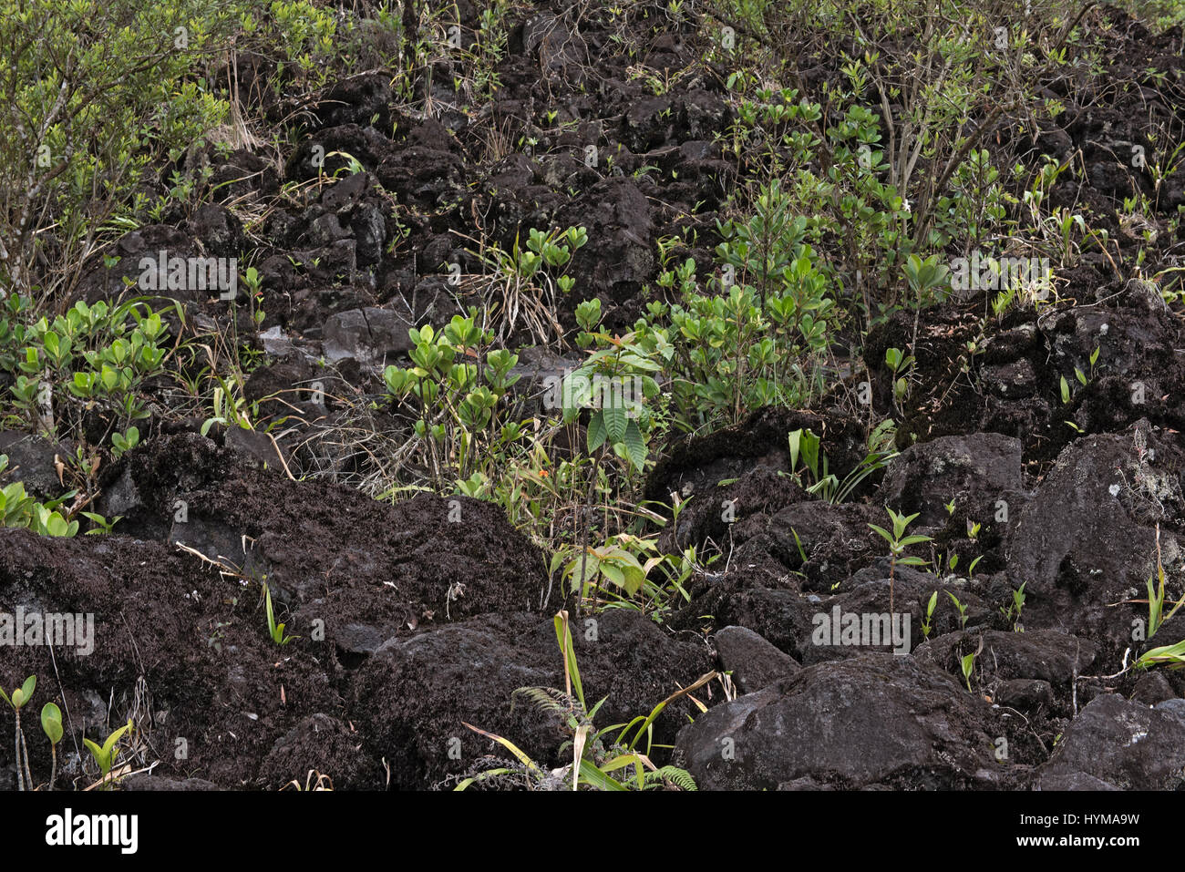 Des plantes colonisatrices sur un champ de lave à El Arenal au Costa Rica Banque D'Images