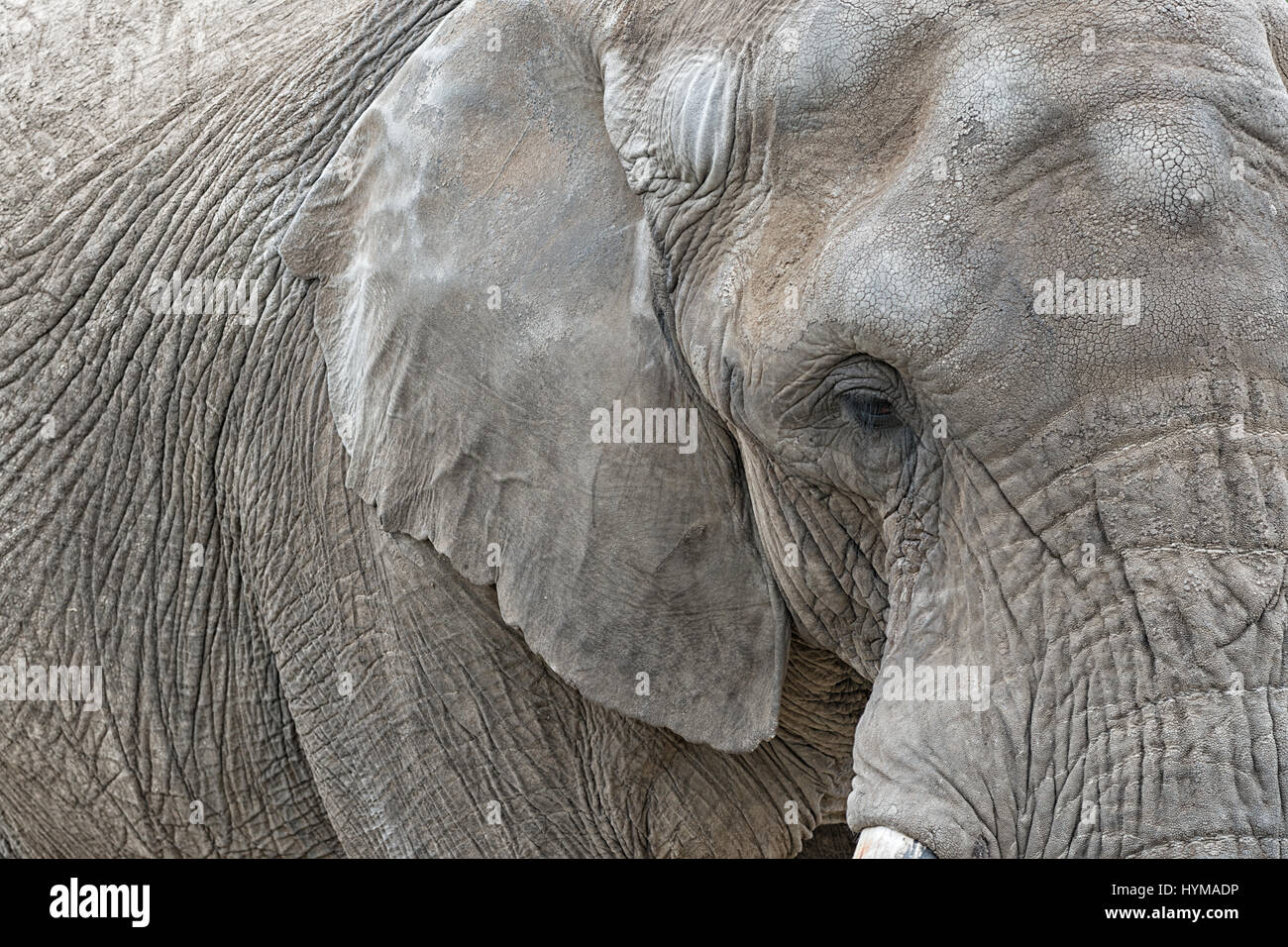 Fermer la vue d'un éléphant d'Afrique, Loxodonta africana Banque D'Images