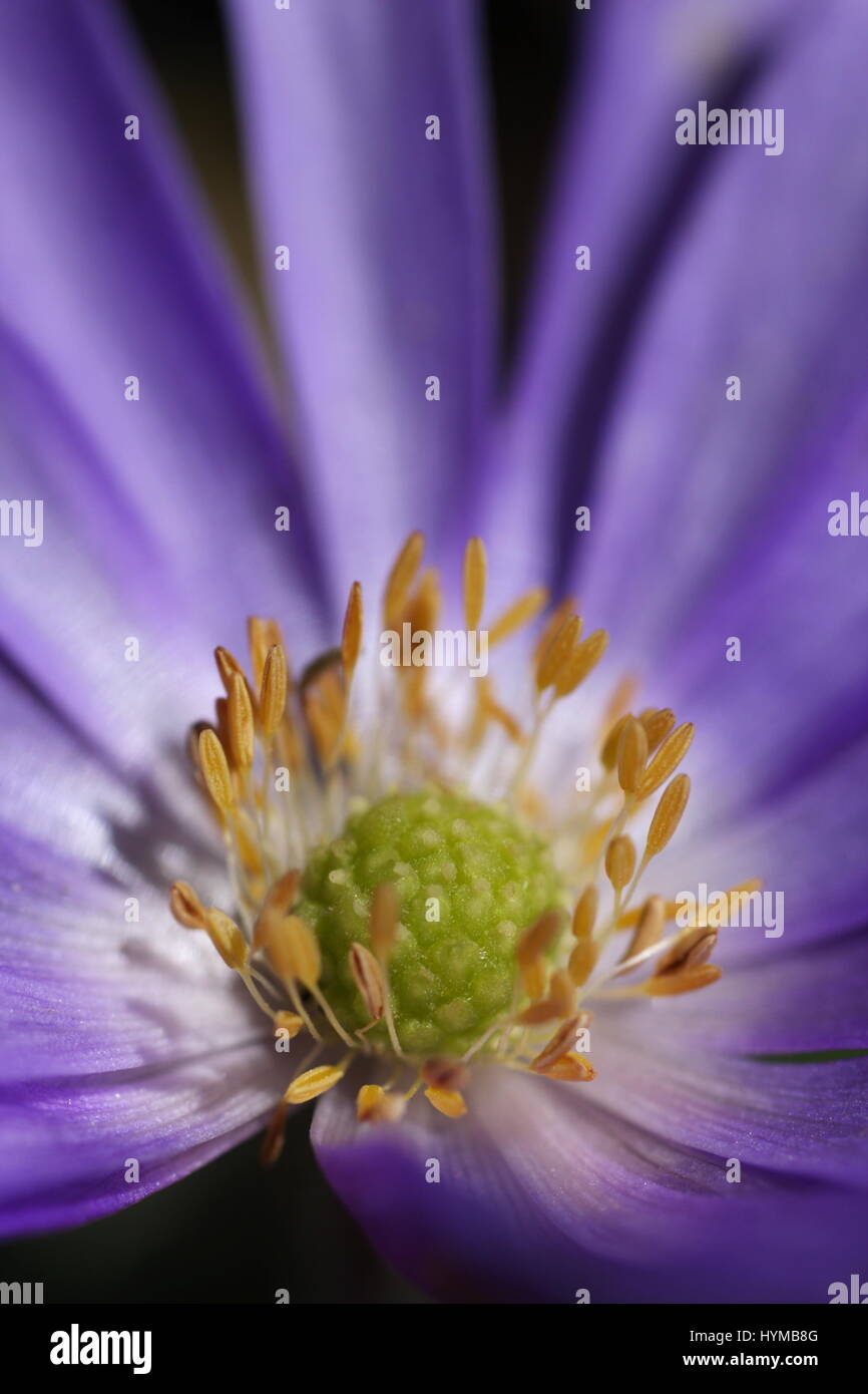 Anemone blanda une plante qui pousse une abondance de délicates petites fleurs violettes. Banque D'Images