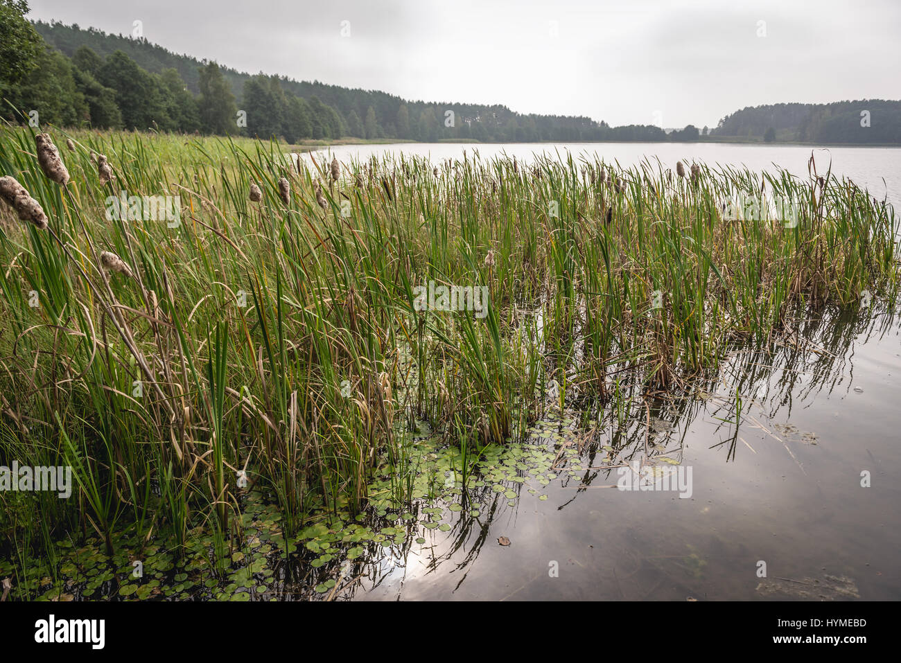 Dans Reed Lake Dziemiany commune, région de Cachoubie en voïvodie en Pologne Banque D'Images