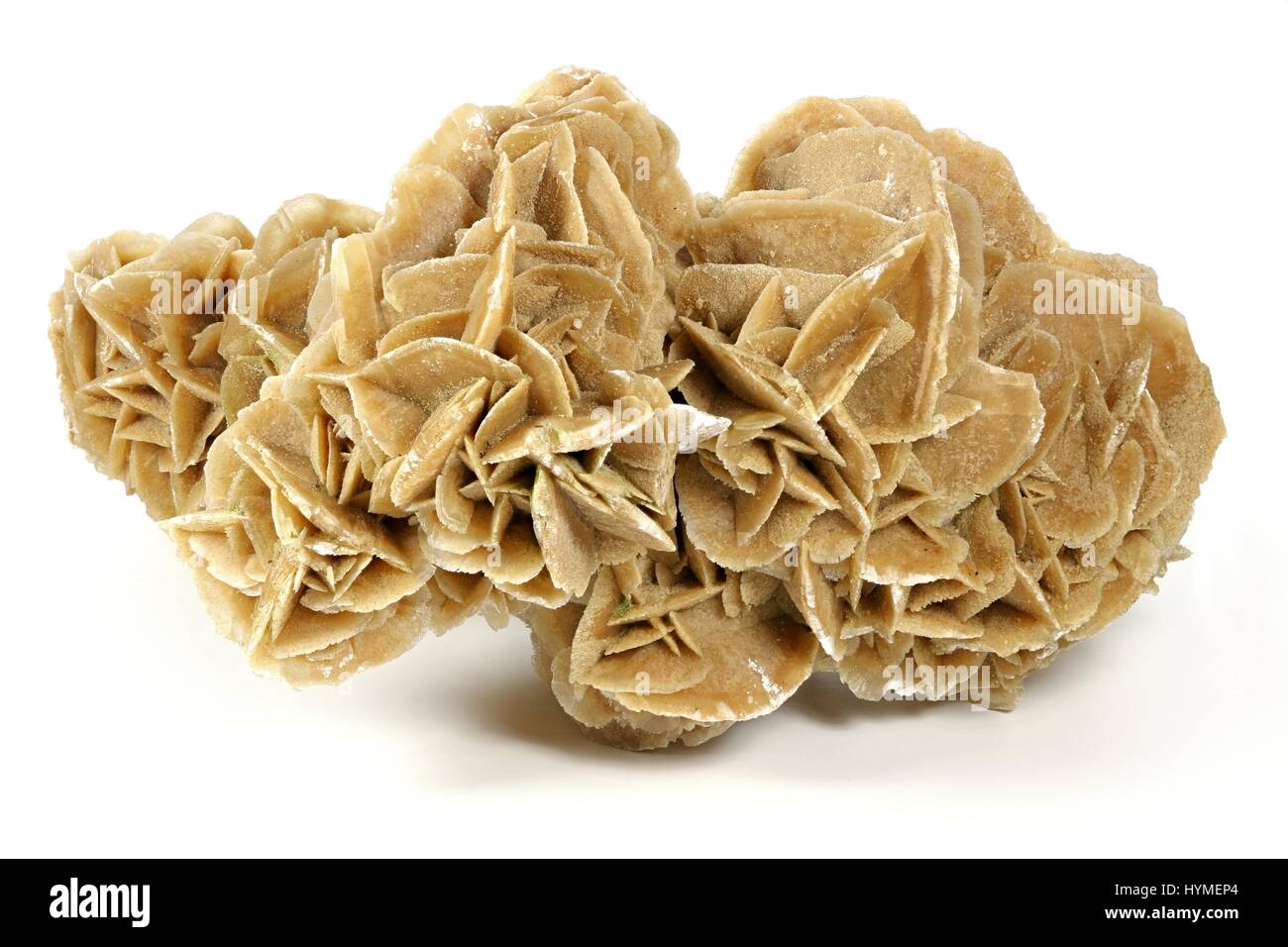 Desert Rose trouvés en Tunisie isolé sur fond blanc Banque D'Images