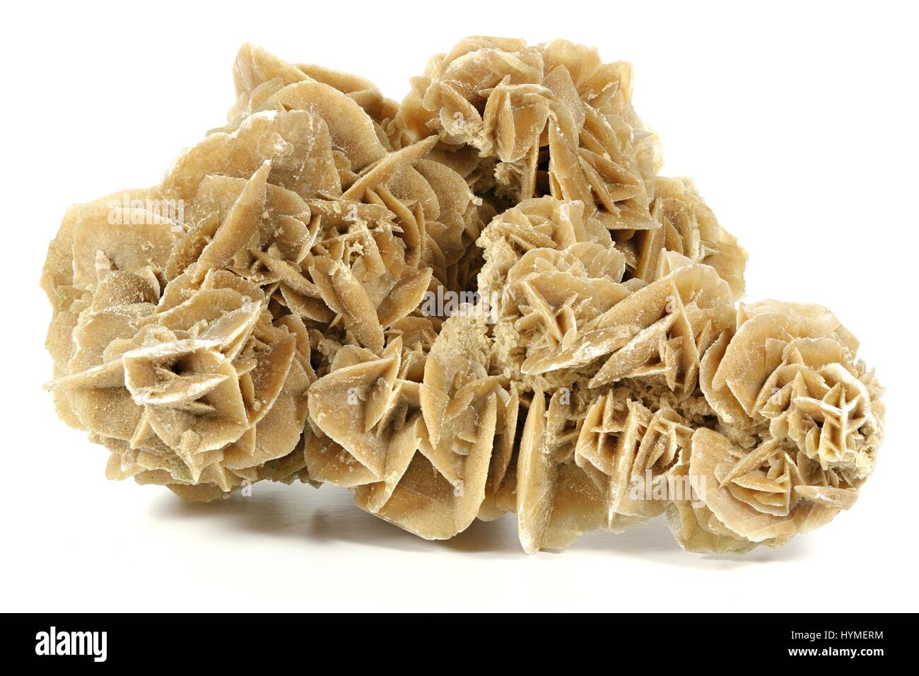 Desert Rose trouvés en Tunisie isolé sur fond blanc Banque D'Images