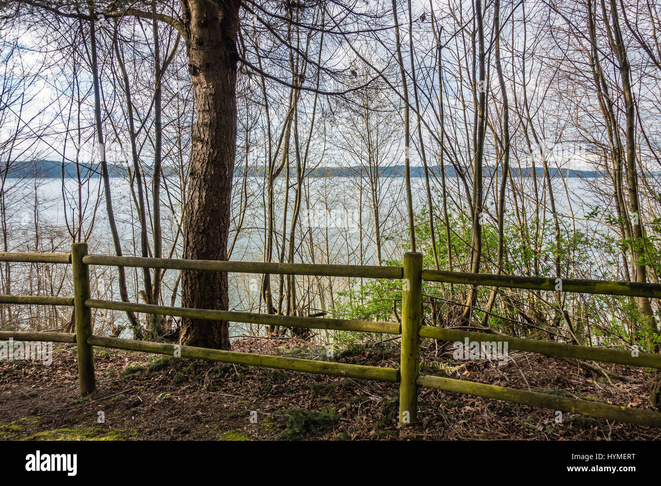 Les arbres poussent en avant d'une clôture à Dash Point State Park de Dash Point, Washington au printemps. Banque D'Images