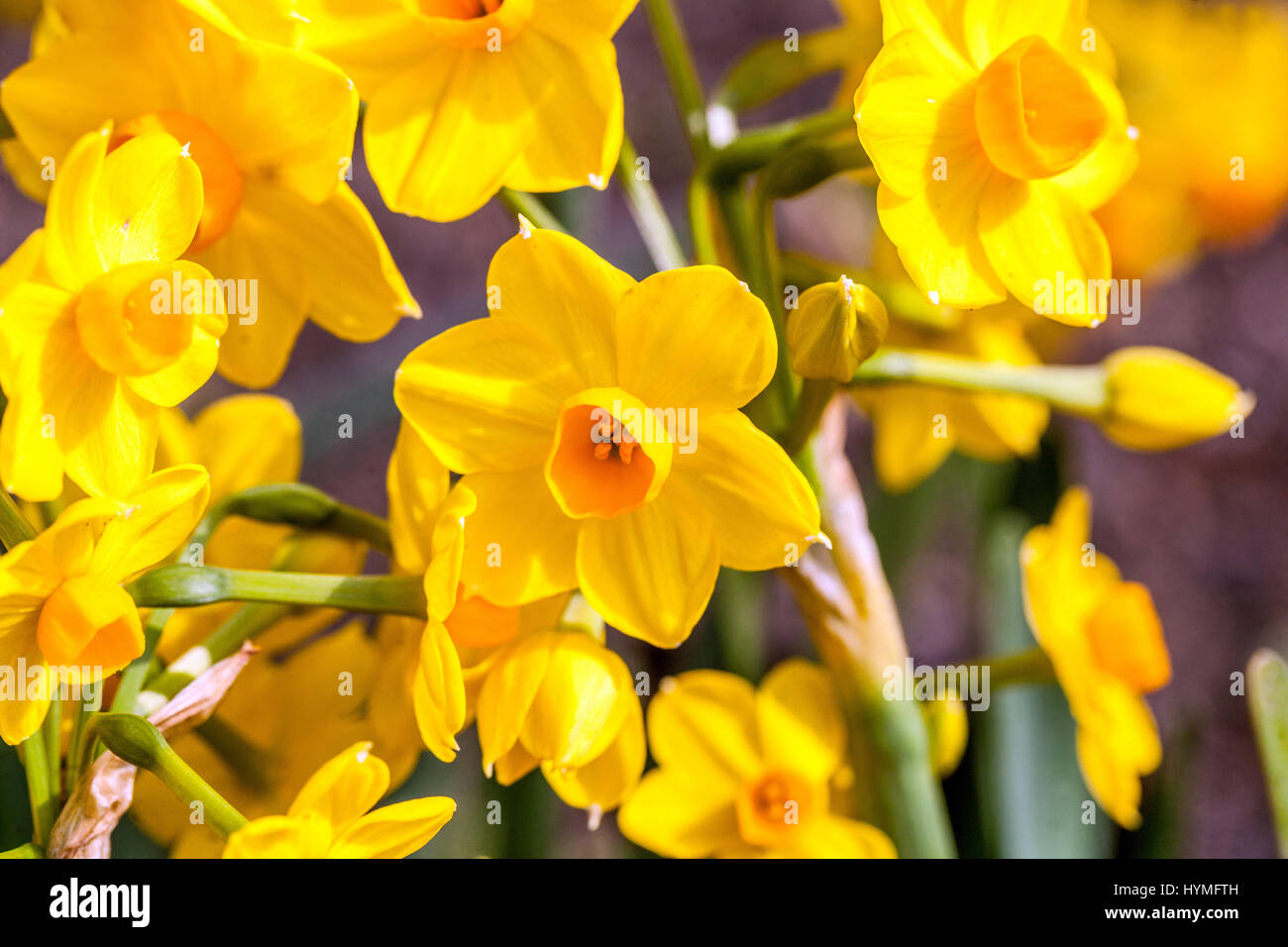 Narcissus jonquilla ' Martinette ', jonquille, Jonquilles Banque D'Images