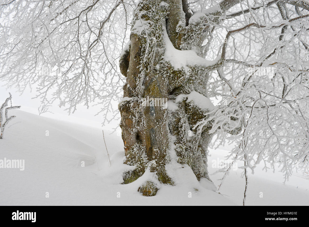 Verry vieux arbre centenaire sur le survivant boarder forêt sauvage dans la tempête de l'hiver pour garder l'heure à 1500 m Banque D'Images