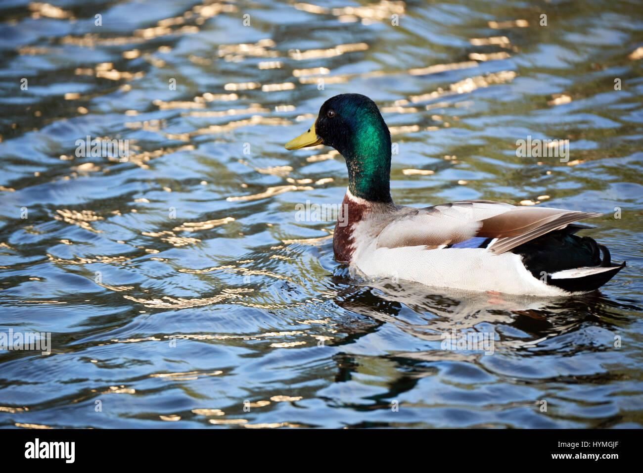 Piscine de canard sur un lac Banque D'Images