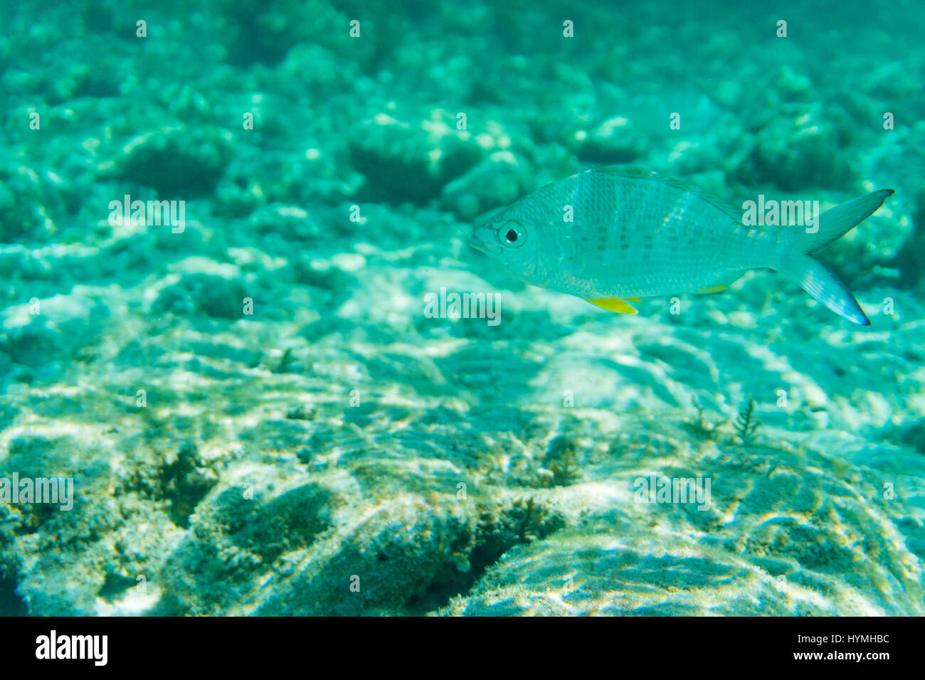 Vue sous-marine à couper le souffle de maquereau de l'école de poissons se  nourrissant de plancton sous la surface de la mer Rouge, l'Egypte, avec les  rayons du soleil descendant jusqu'à la