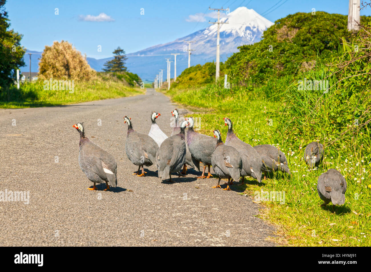 Un troupeau de pintades sauvages à Cape Egmont, avec le Mont Taranaki en arrière-plan. L'accent sur les oiseaux. Banque D'Images