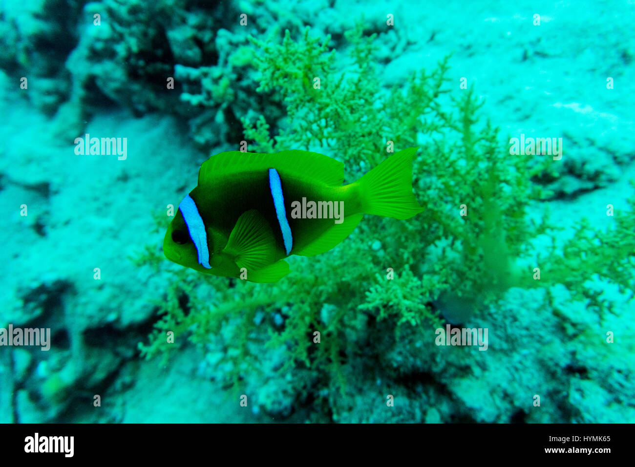 Une paire de papillons jaune natation un au-dessus de l'autre. Pris sous la mer Rouge au large de la péninsule du Sinaï Egypts. Banque D'Images