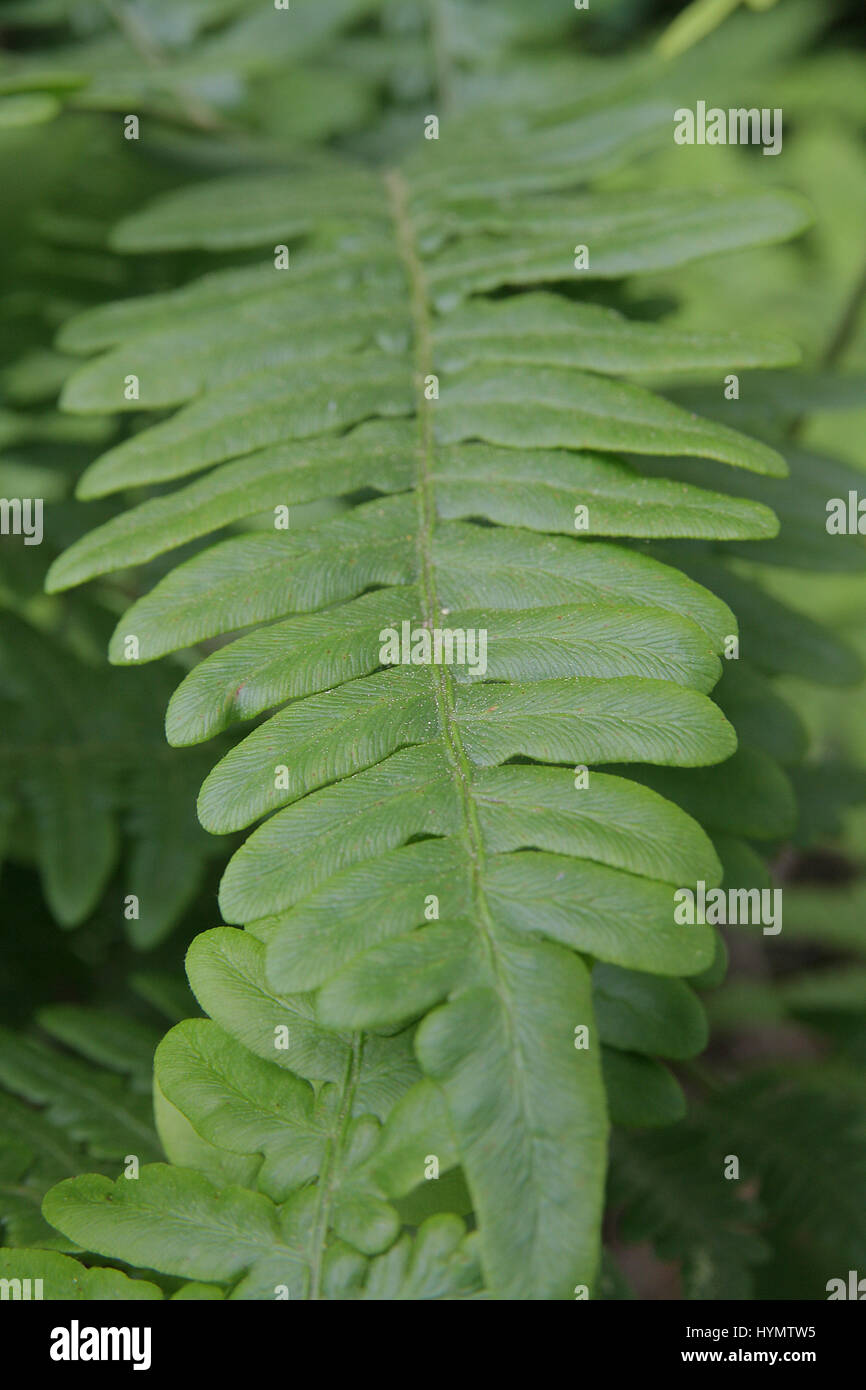 Wild fern leaf unfurled Banque D'Images