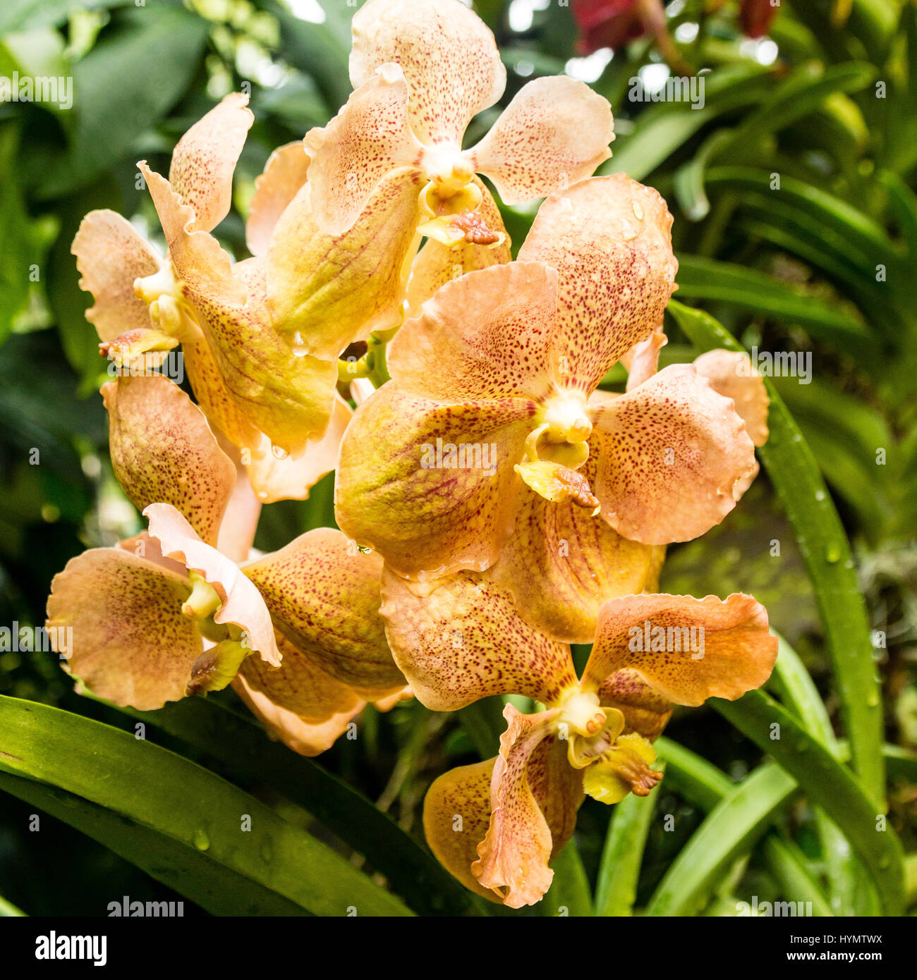 Affichage des prix uniques et orchidées orchidée,jardin,National Botanic Gardens,Asie,Singapour Banque D'Images