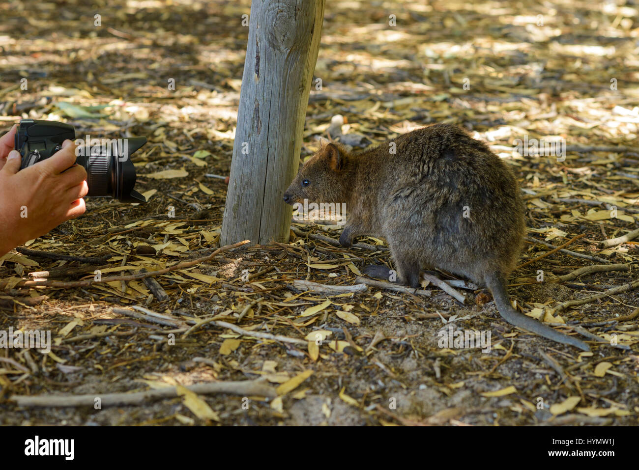 Quokka devant la caméra, est photographié, espèce menacée d'extinction, Australie occidentale, Australie, Rottnest Island Banque D'Images