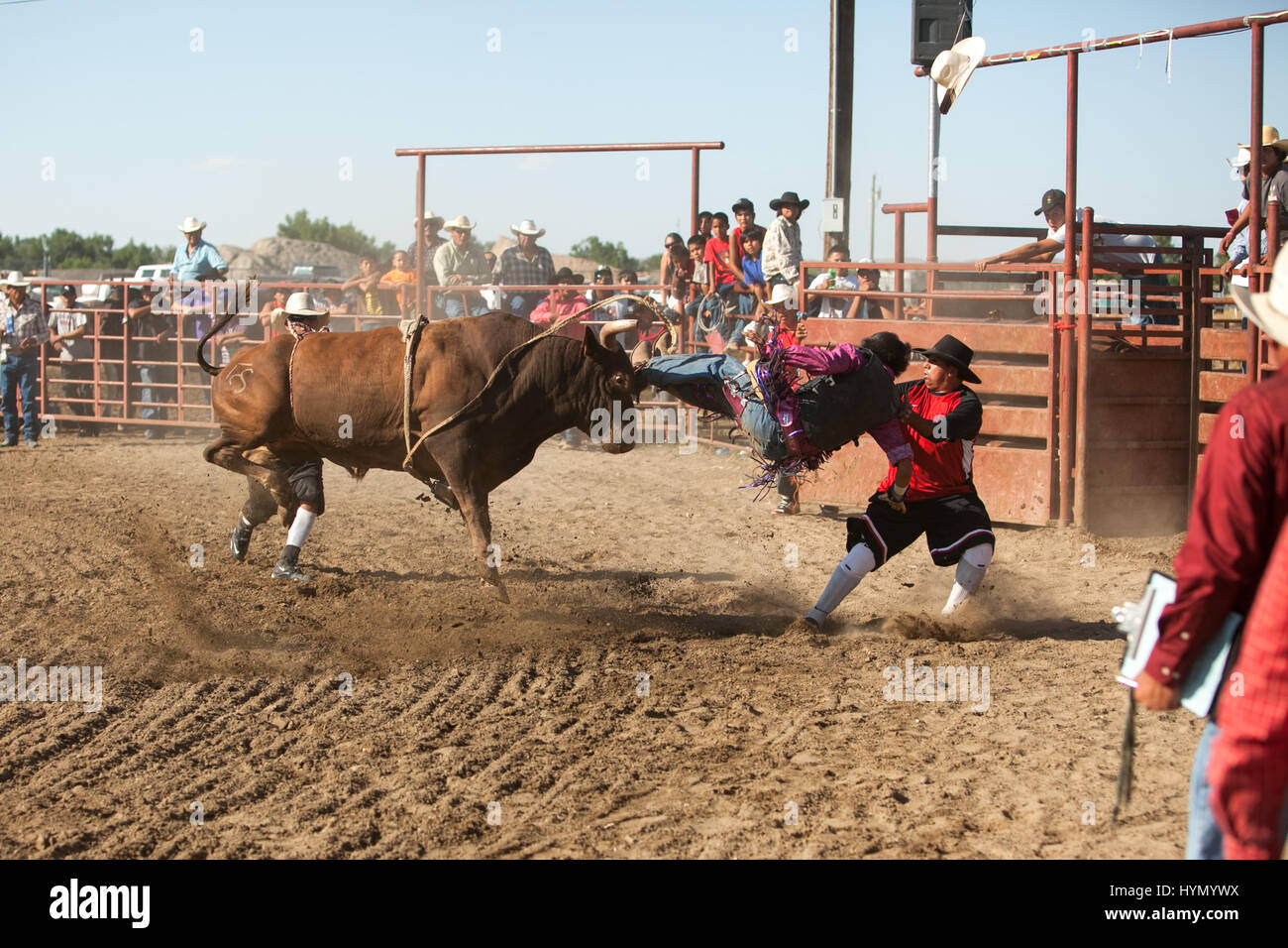 Un cowboy est jeté d'un bucking bull au cours d'une réserve indienne Crow rodeo. Banque D'Images