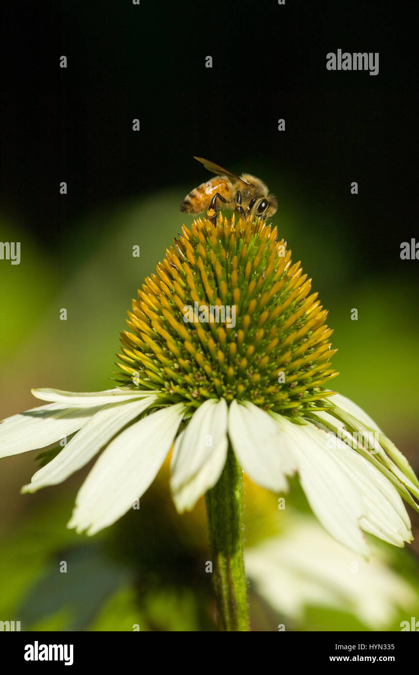 Lustre blanc d'échinacée (Echinacea purpurea) avec une abeille (Apis mellifera) prise dans mon jardin à Issaquah, WA. Coneflowers attirer je bénéfiques Banque D'Images