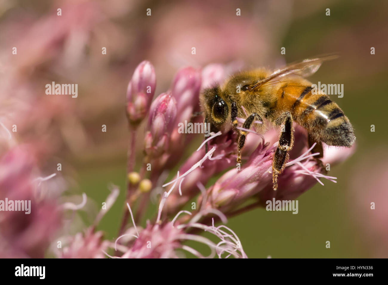 La pollinisation des abeilles fleur dans la western Washington, USA Banque D'Images