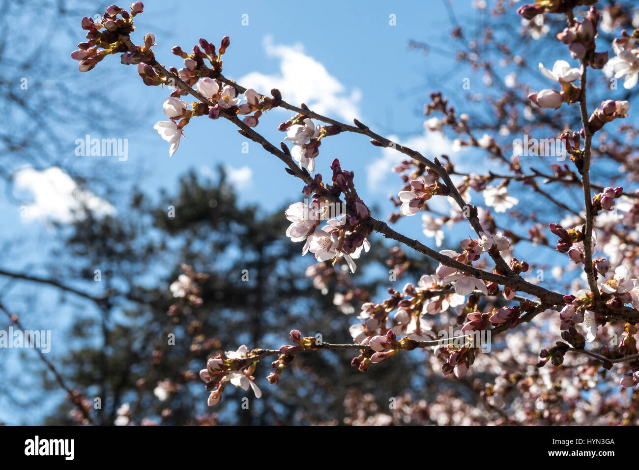 Yoshino Cherry Blossoms in Central Park, NYC Banque D'Images