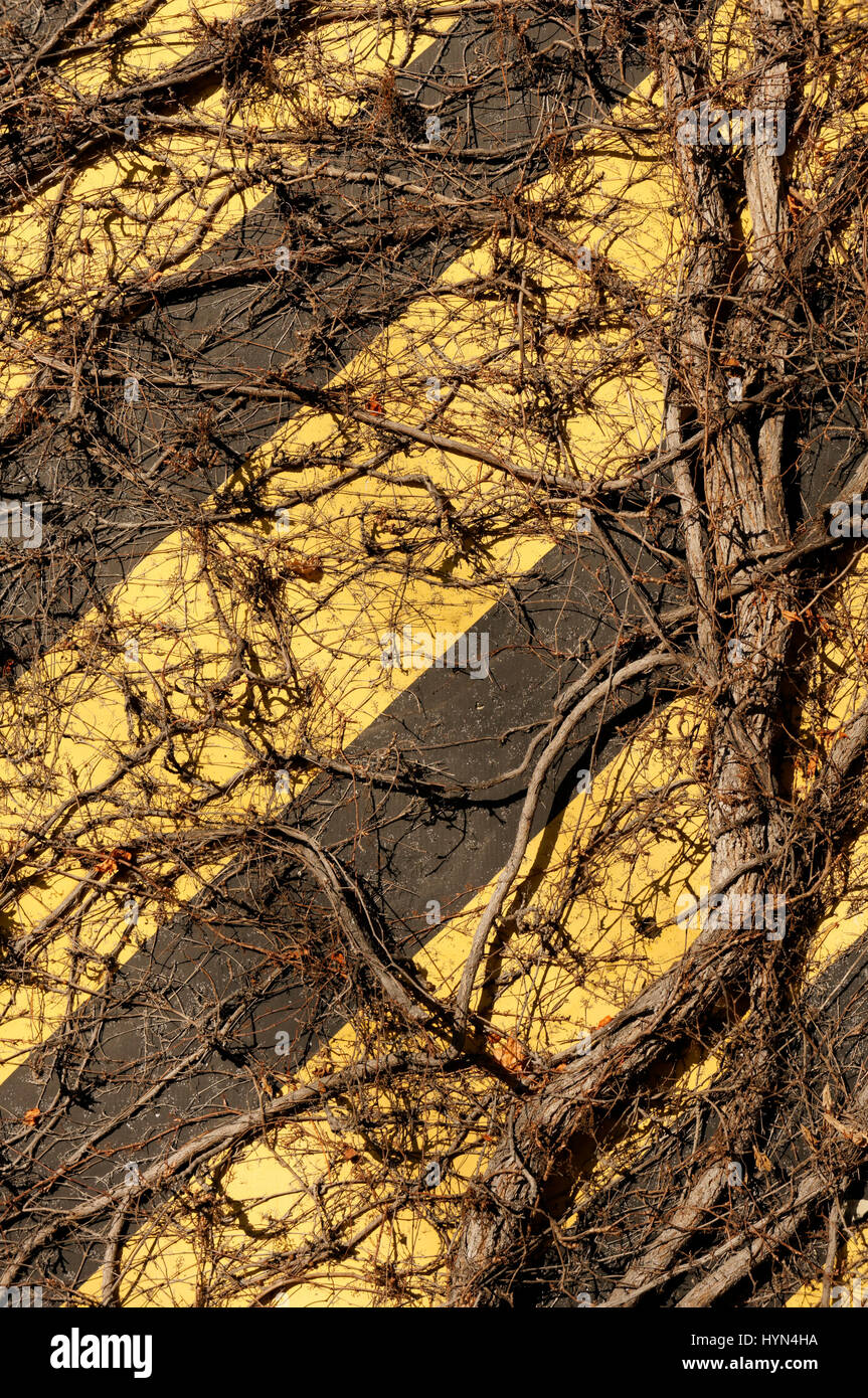 Tangled vigne accrochée à un mur rayé jaune et noir Banque D'Images