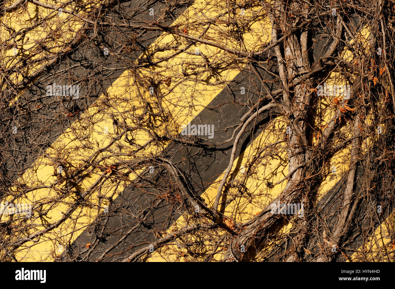 Tangled vigne accrochée à un mur rayé jaune et noir Banque D'Images