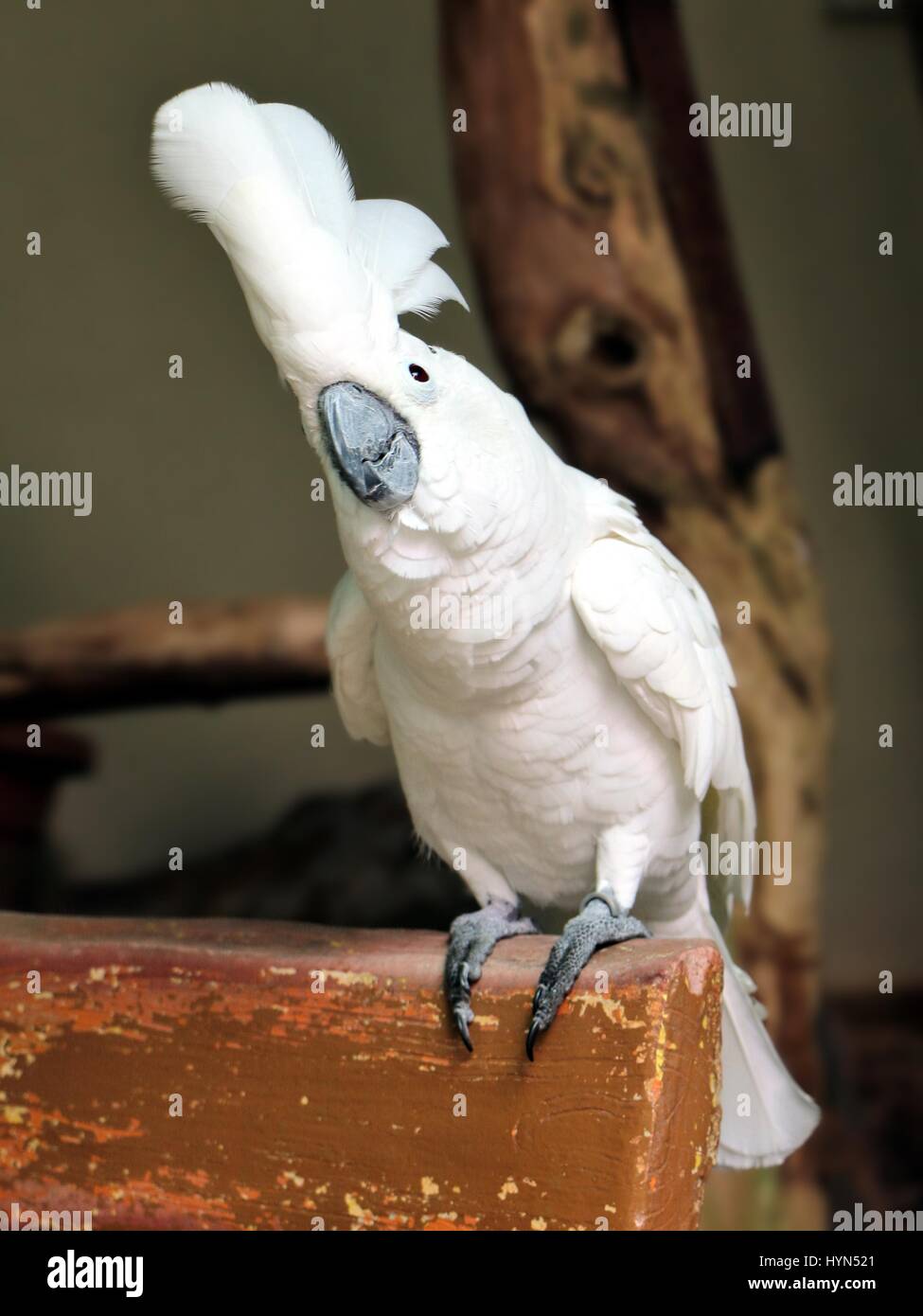 Cute white Cacatua Alba debout Banque D'Images