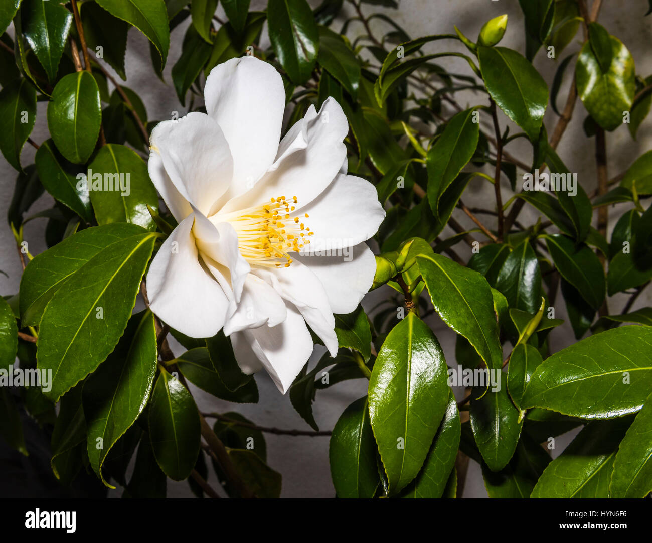 Camélia blanc glorieux pris dans un jardin du nord de Londres, UK Banque D'Images