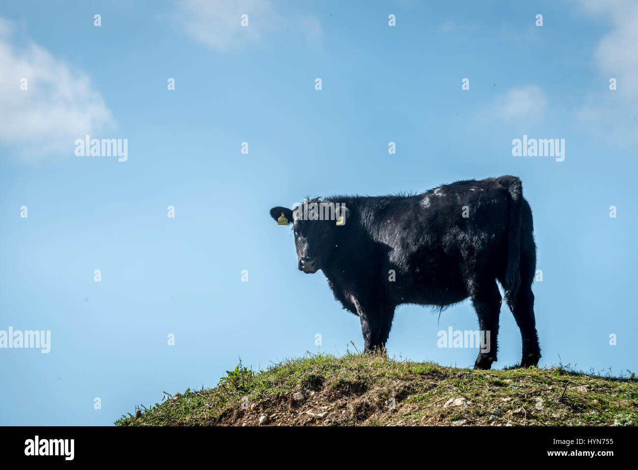 Taureau sur les South Downs Banque D'Images