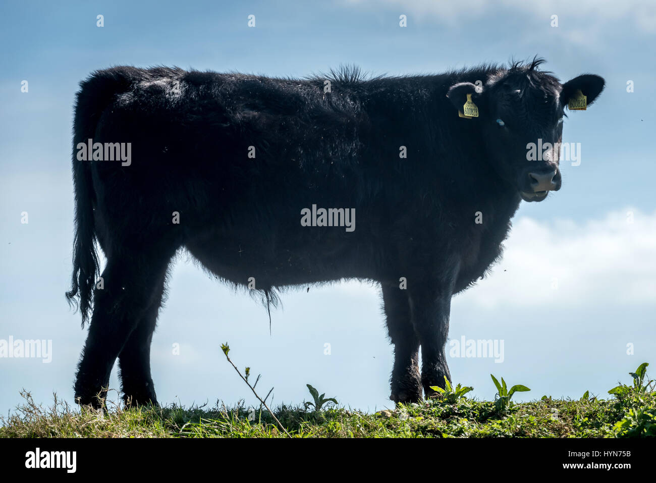 Taureau sur les South Downs Banque D'Images