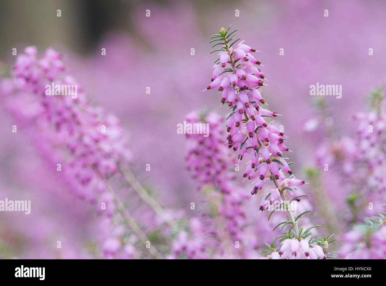 Calluna vulgaris. Au printemps fleurs de bruyère Banque D'Images