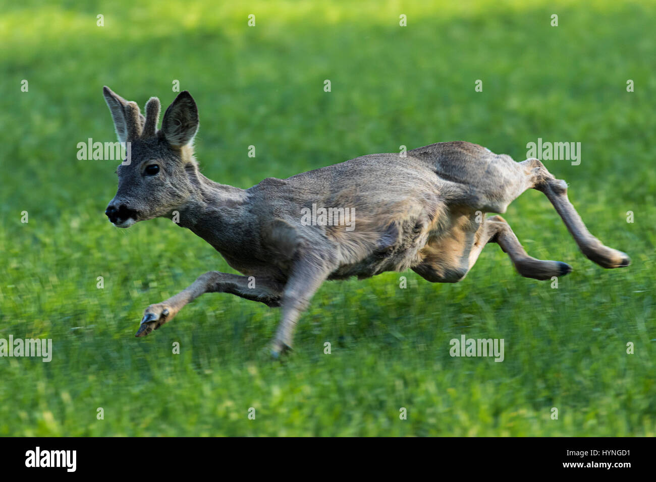 Le cerf de Virginie qui s'exécute sur la prairie Banque D'Images