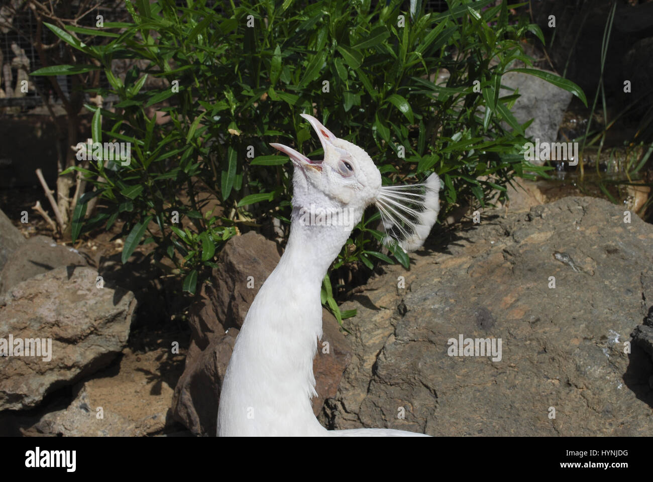 Pavo cristatus paons blancs (alba) mâle. Banque D'Images