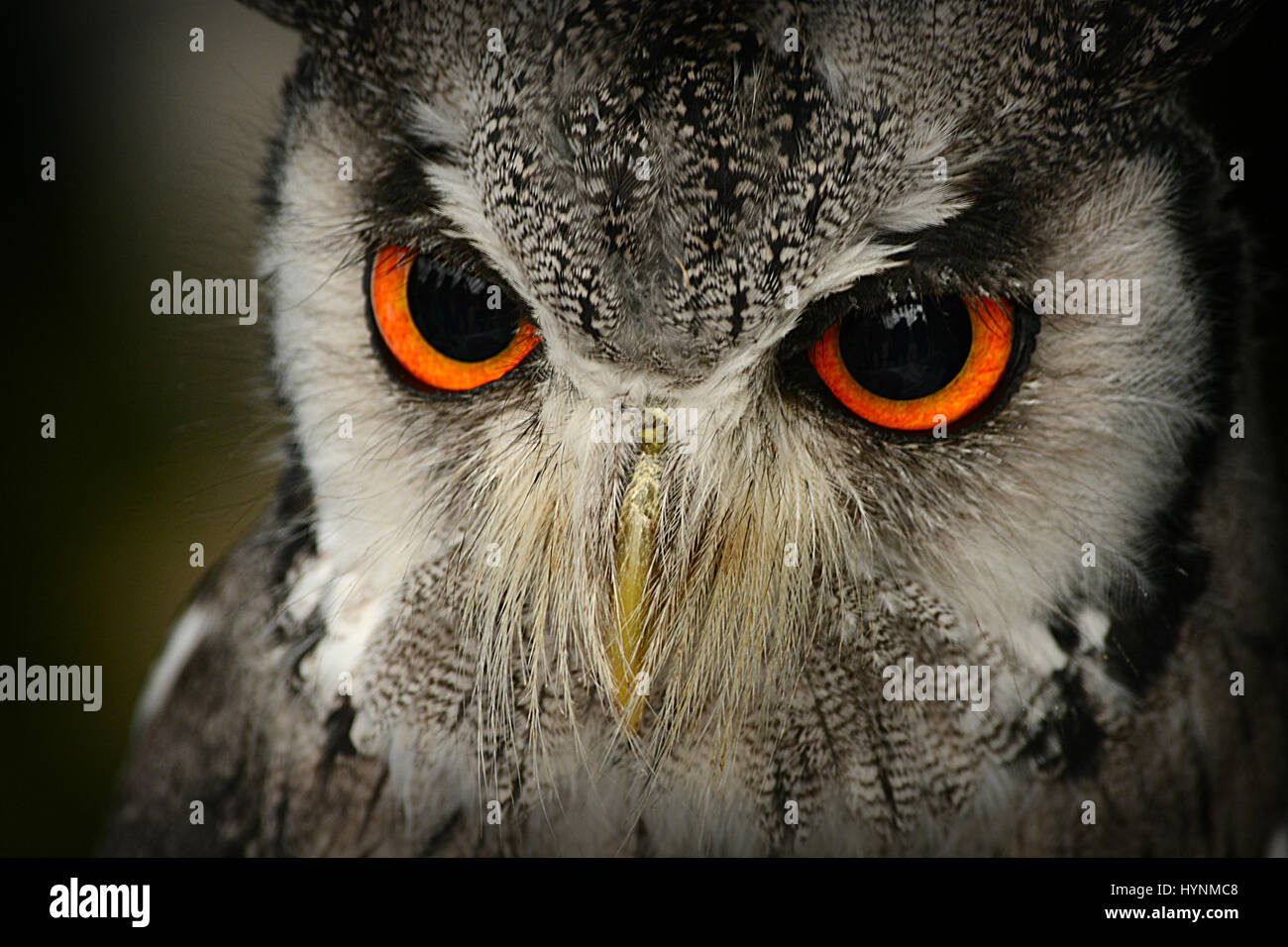 Close Up Of A Little Grey Owl Banque D'Images