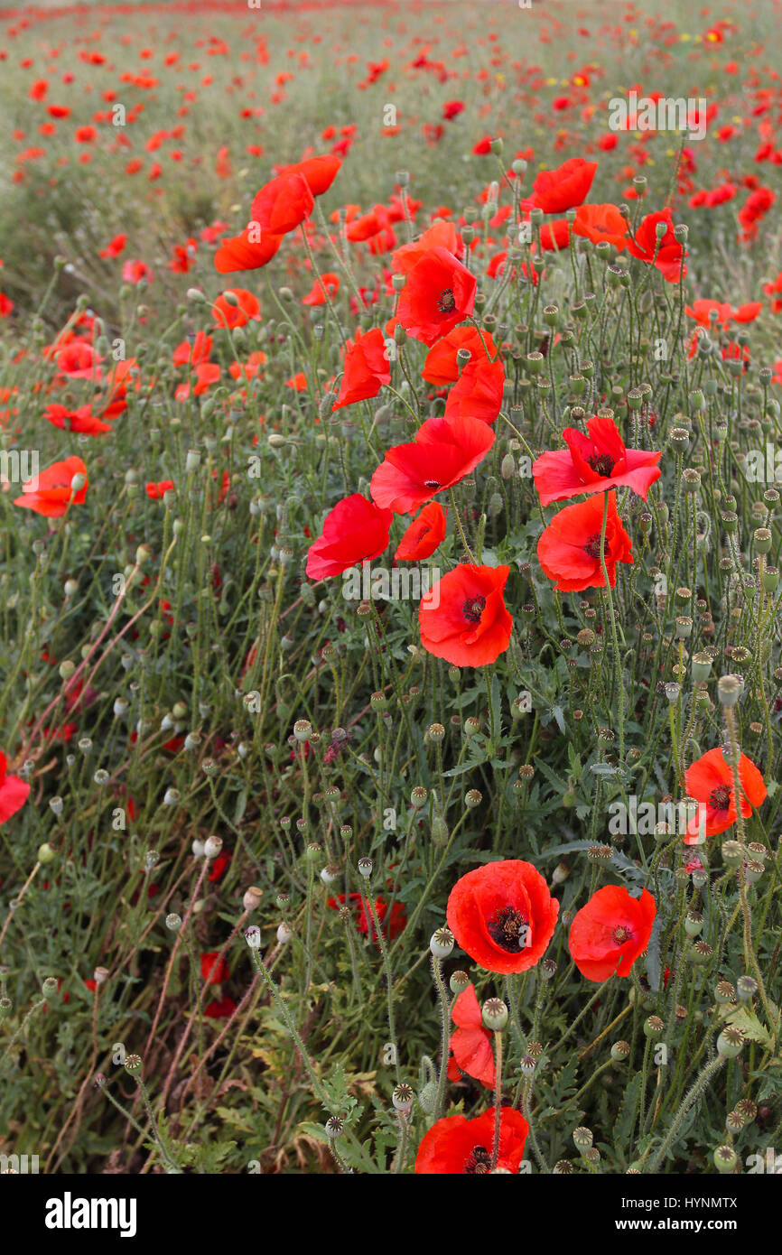 Un champ de coquelicots en Flandre, Belgique. Banque D'Images