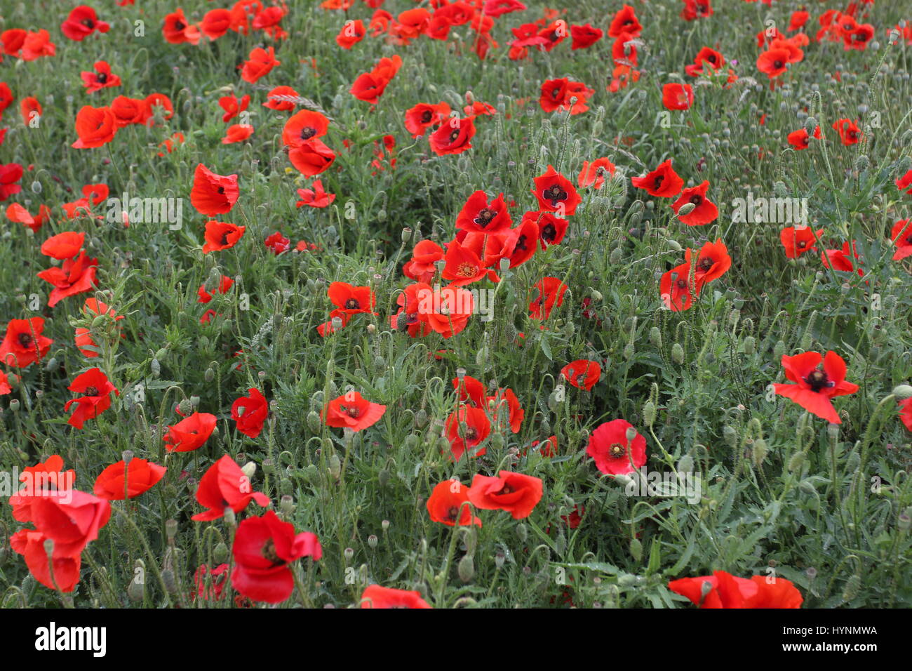Un champ de coquelicots en Flandre, Belgique. Banque D'Images