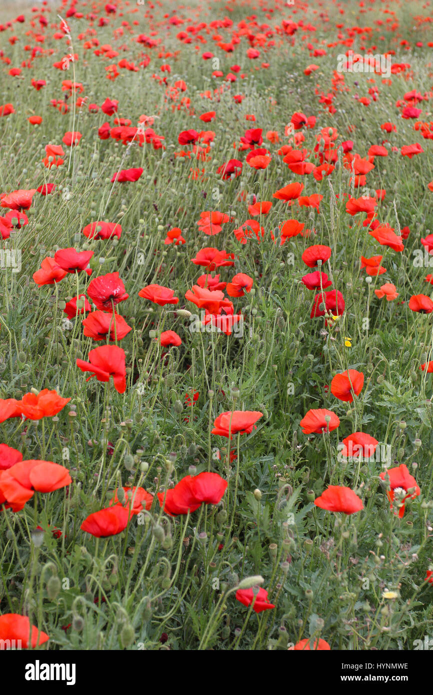 Un champ de coquelicots en Flandre, Belgique. Banque D'Images
