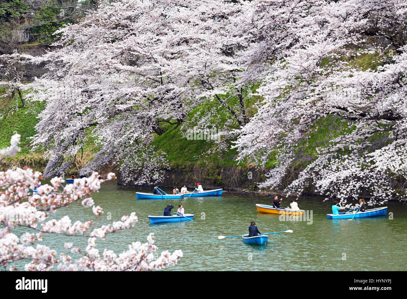 Tokyo, Japon. 6e avril 2017. Les gens apprécient la japonais cerisiers connu sous le nom de Sakura dans le parc à bateaux Chidorigafuchi douves du Palais Impérial à Tokyo, Japon Crédit : Paul Brown/Alamy Live News Banque D'Images