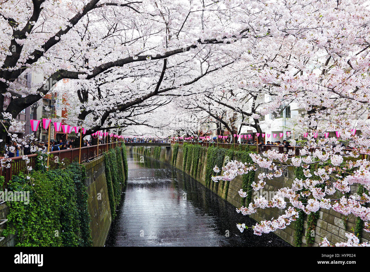 Sakura japon Banque de photographies et d’images à haute résolution - Alamy