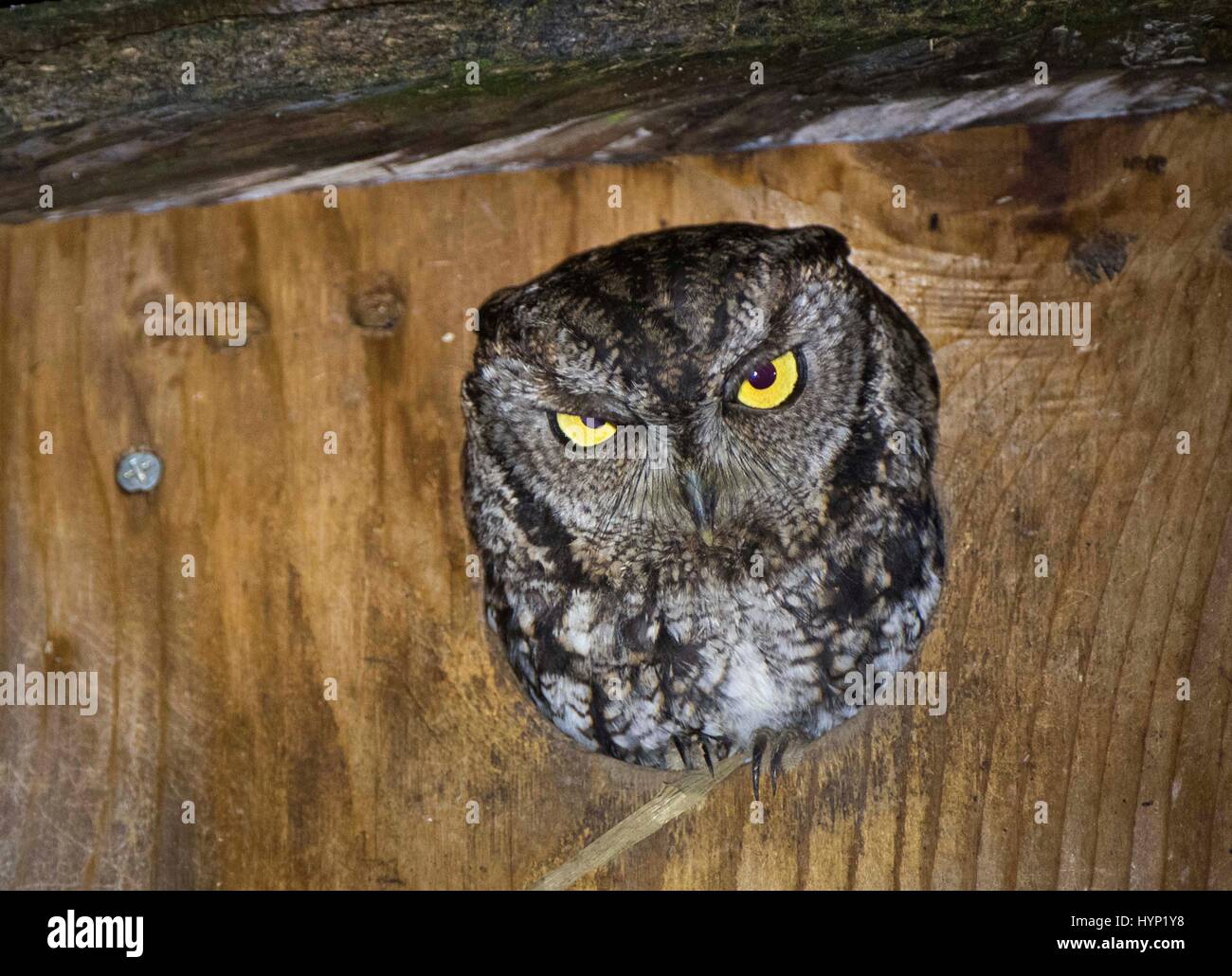 Roseburg, Oregon, USA. 5ème apr 2017. Un wild Western Screech Owl donne de l'ouverture d'une boîte à nid élevé dans un érable tard dans la nuit dans une ferme près d'Oakland en milieu rural de l'Oregon. Crédit : Robin/Loznak ZUMA Wire/Alamy Live News Banque D'Images