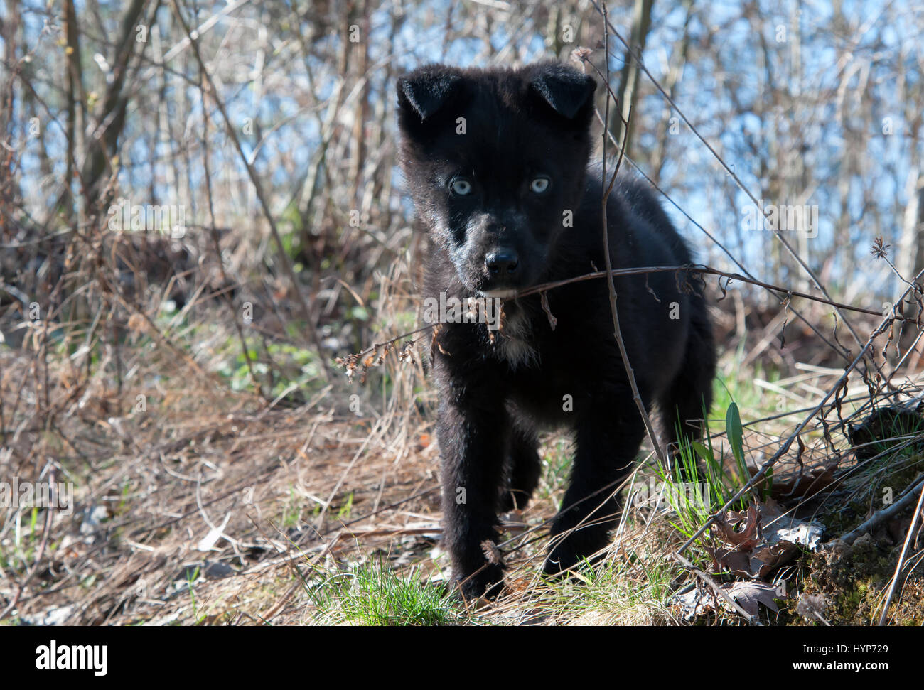 Beau chiot dans la forêt. Le chien est debout dans l'herbe Banque D'Images