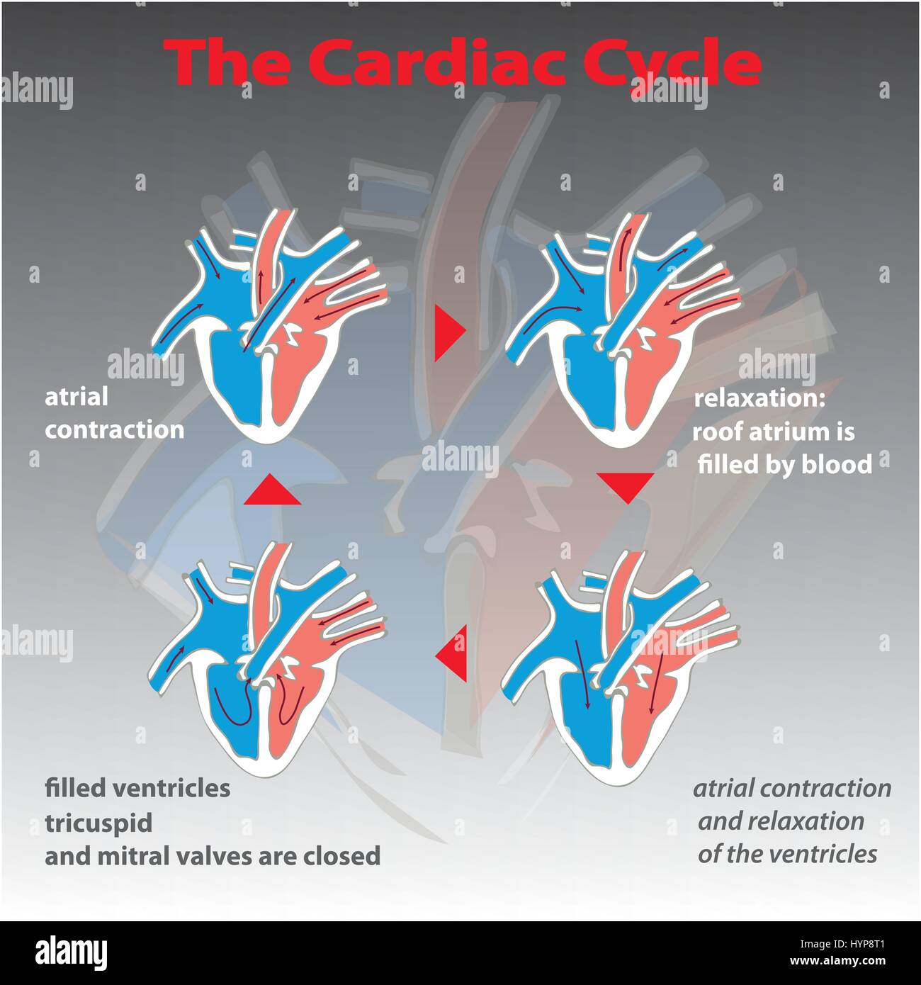 Le cycle cardiaque de coeur sur background isolé. Le cercle du cœur vecteur d'éducation graphique info. Illustration de Vecteur