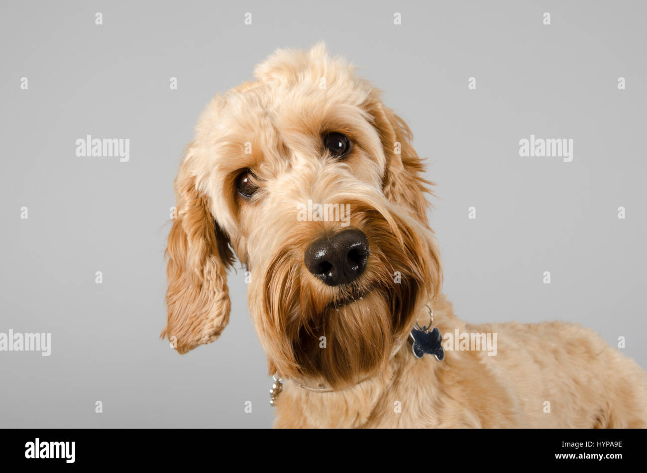 Cockapoo Chien sur un arrière-plan gris Banque D'Images
