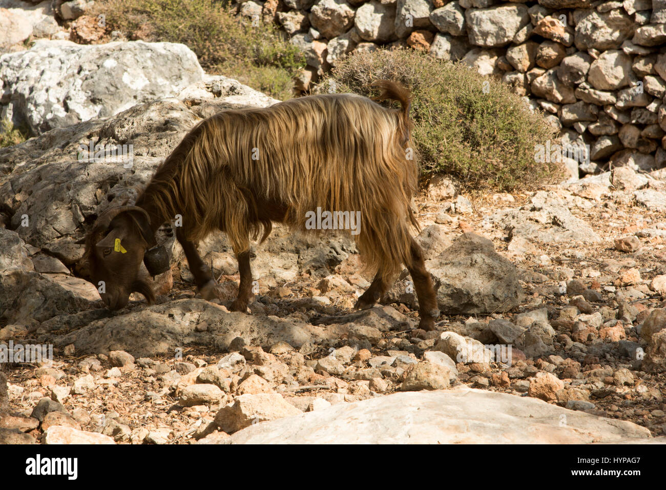 Le pâturage des chèvres dans le désert comme les montagnes au-dessus du village de pêche à Loutro Crète côte du sud. Eine auf den kahlen grast Ziege der Hängen Être Banque D'Images