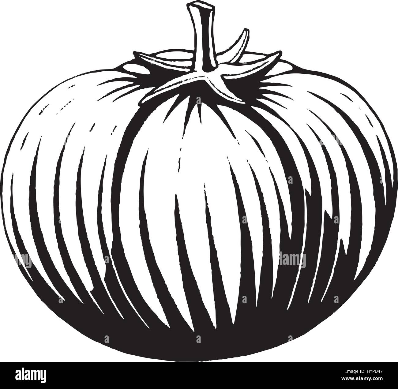 Vector Illustration D Un Style De Dessin Encre Scratchboard Une Tomate Image Vectorielle Stock Alamy