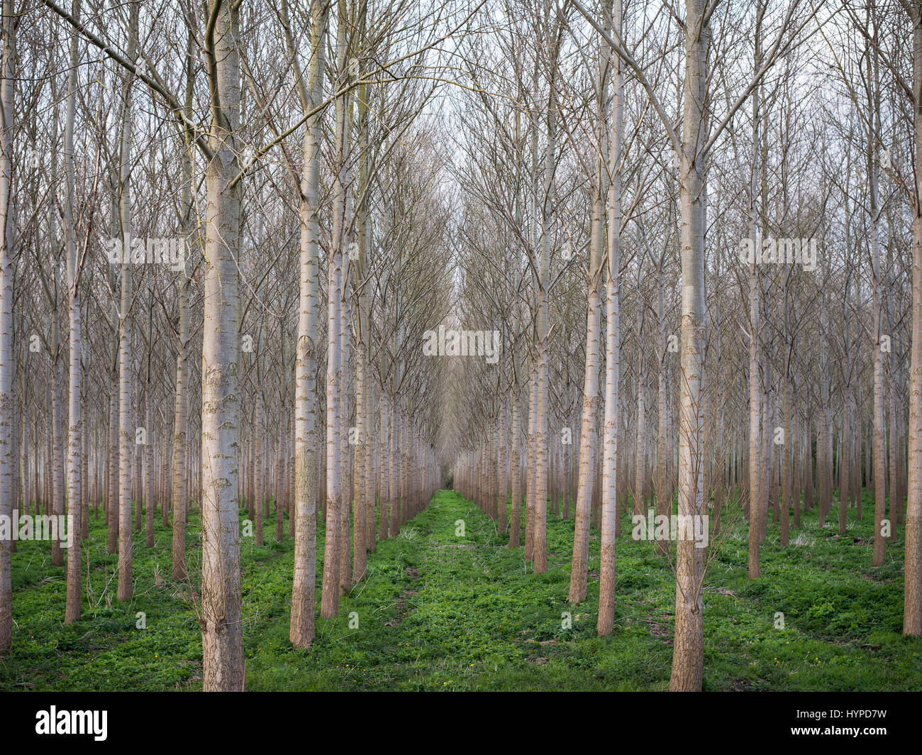 Photographie de forêt de bouleaux, des allées de paysage arbres Banque D'Images