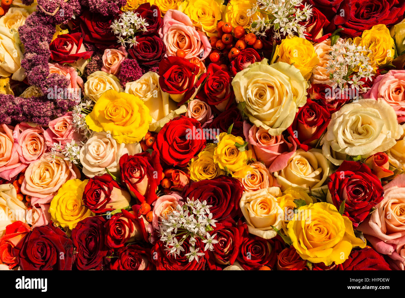 Un bouquet de roses mélangées de différentes couleurs en arrière-plan Banque D'Images