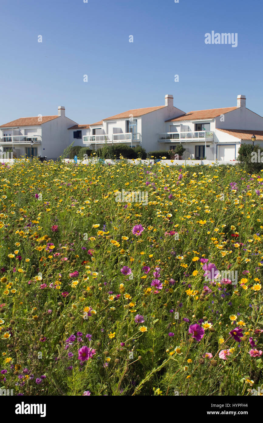France, Nord-ouest de la France, Ile de Noirmoutier, 3 maisons individuelles derrière un champ en fleur Banque D'Images