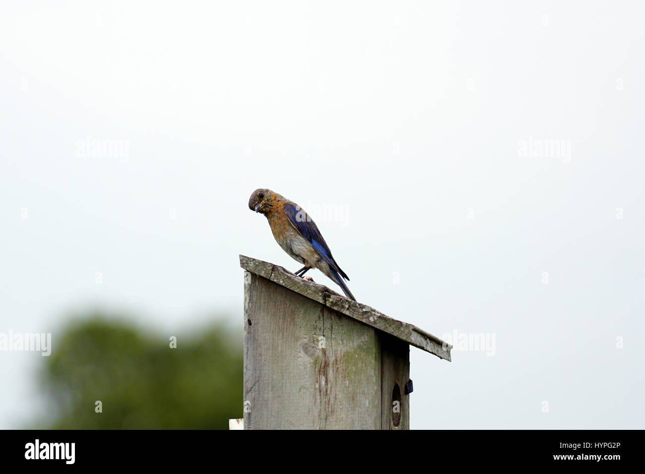 Paire de Bluebirds flying l'Est au nid pour nourrir leurs petits avec une variété d'insectes Banque D'Images