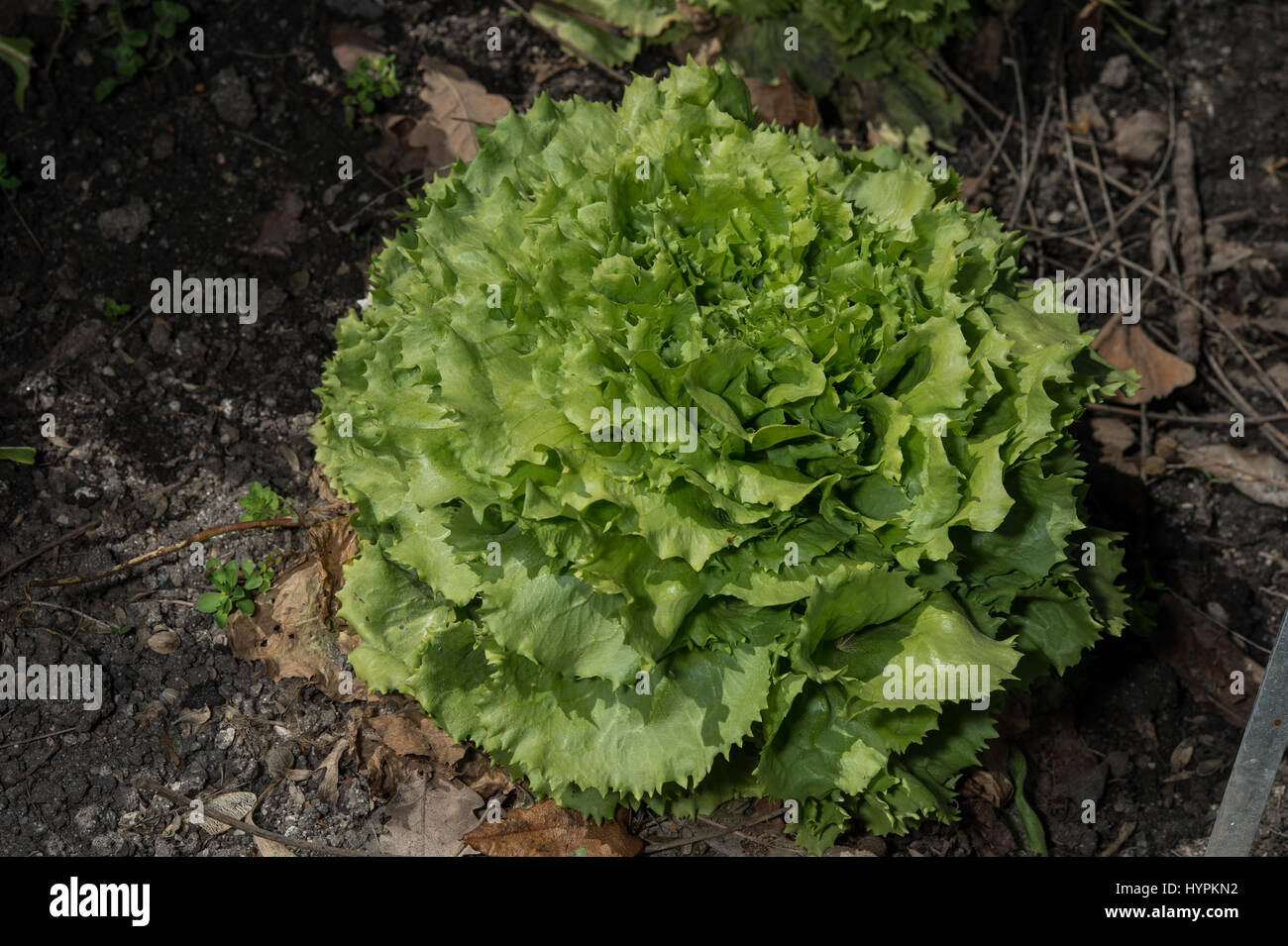 La chicorée frisée, la scarole, Cichorium endivia, Compositae Banque D'Images