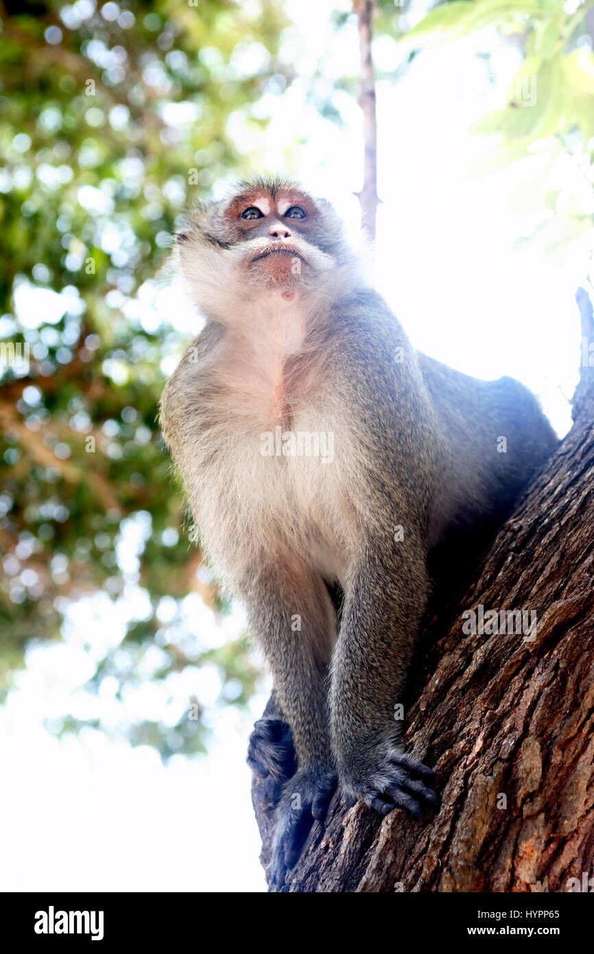 Closeup portrait of wild monkey sitting on tree Banque D'Images